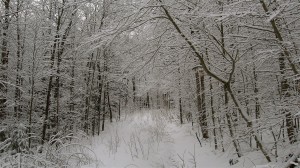 snowy trees