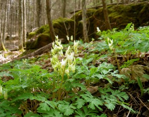 Dutchman's breeches