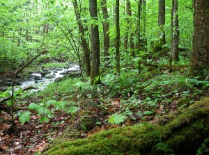 spring bushwhack