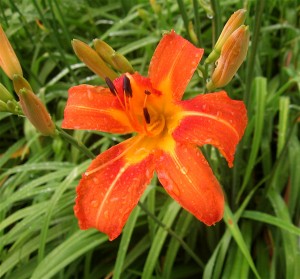 first day lily