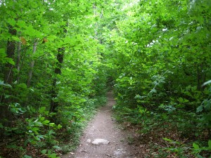 lush forest