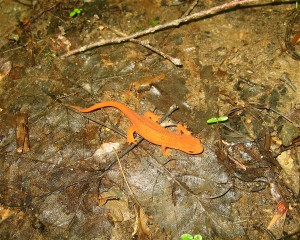 red eft