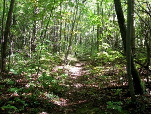 AH side trail
