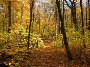 Autumn trail