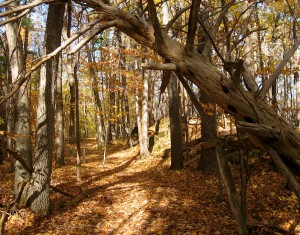 NiqBay, late fall