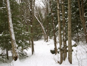 winter woods