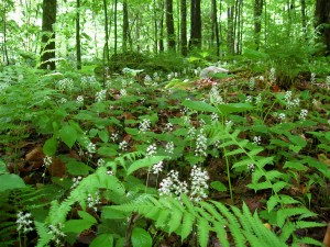 spring wildflowers in the woods