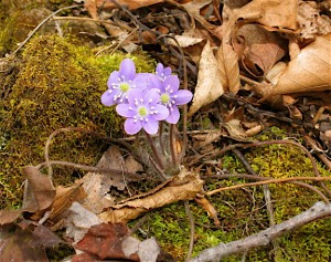 hepatica 2014