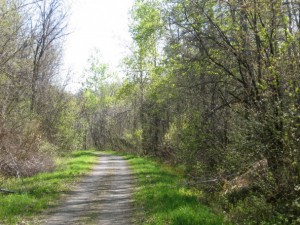 early spring foliage