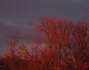 fiery trees