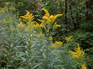 goldenrod