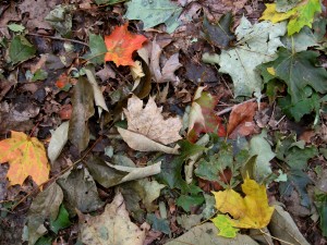 groundleaves