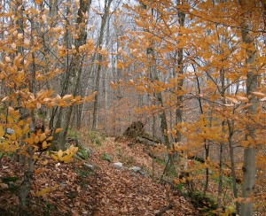 FrHillNov