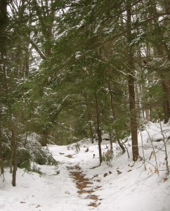 SnowyTrail