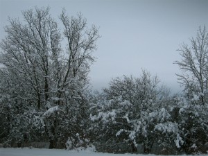 snowladentrees