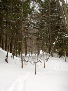 snowshoeing in mtns