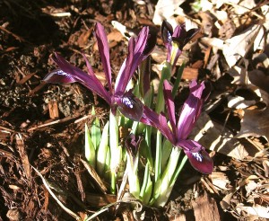 early spring iris