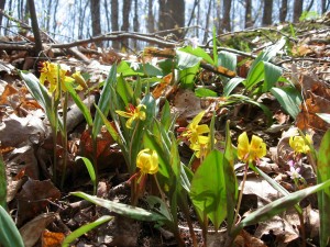 trout lilies