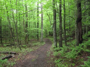 lush forest2