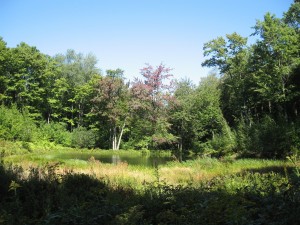 town forest pond
