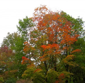 RT fall foliage