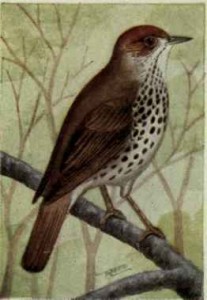 Wood-Thrush