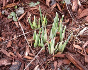 early iris shoots