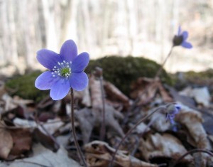 hepatica