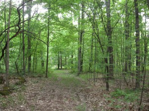 10 Acre Wood