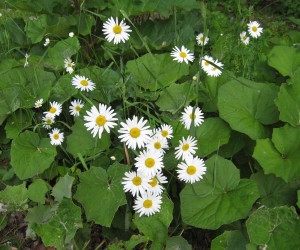 daisies