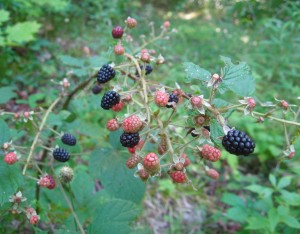 blackberries