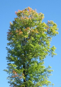 early-fall-color