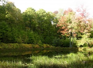 town-forest-pond-early-oct