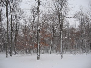 backyard-first-snow