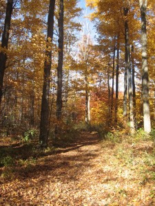 late-autumn-woods