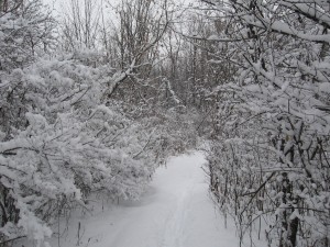 snowy-walk-1